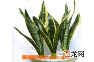 金边虎皮兰养殖方法有哪些 金边虎皮兰该怎么养