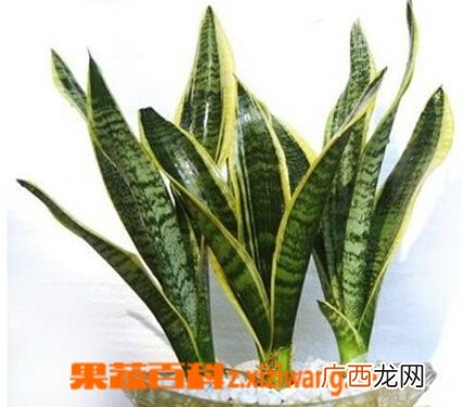 金边虎皮兰养殖方法有哪些 金边虎皮兰该怎么养
