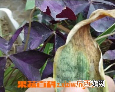 金边虎皮兰叶子枯黄怎么解决