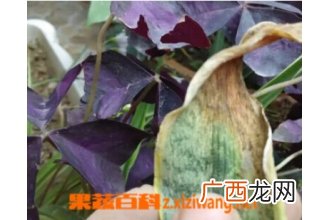 金边虎皮兰叶子枯黄怎么解决