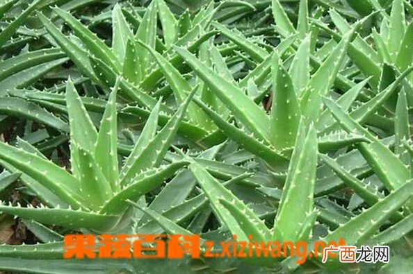 芦荟皮的功效与作用
