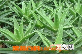 芦荟皮的功效与作用