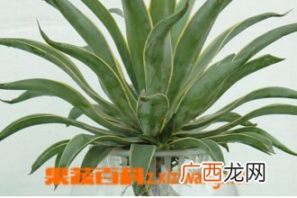 水培虎皮兰的养殖方法