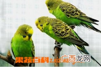 虎皮鹦鹉的养殖方法