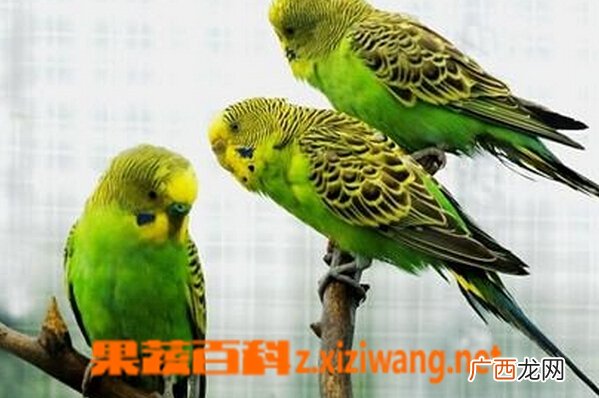 虎皮鹦鹉的养殖方法