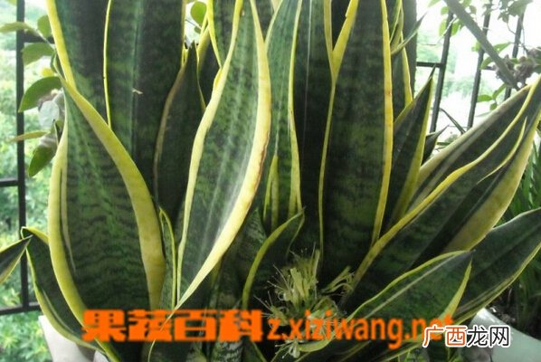 金边虎皮兰图片大全 金边虎皮兰开花有毒吗