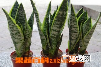 金边虎皮兰图片大全 金边虎皮兰开花有毒吗
