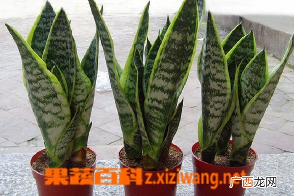 金边虎皮兰图片大全 金边虎皮兰开花有毒吗