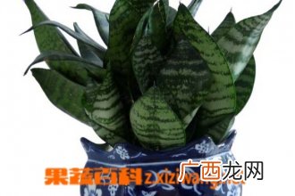 虎皮兰花的养殖方法和技巧