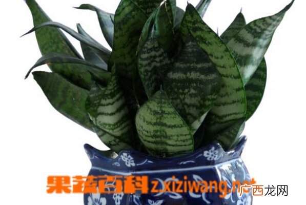虎皮兰花的养殖方法和技巧