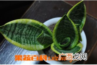 虎皮兰有什么作用 虎皮兰花的作用