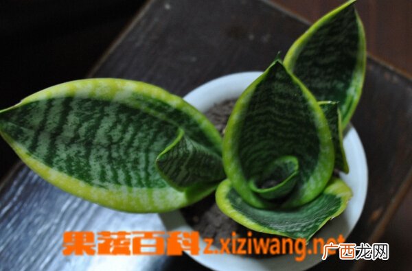 虎皮兰有什么作用 虎皮兰花的作用