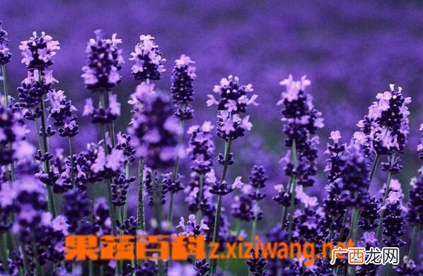 薰衣草有哪些功效与作用