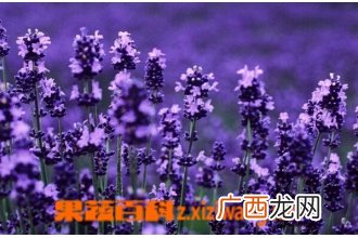薰衣草有哪些功效与作用