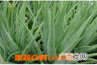 鲜芦荟的功效与作用