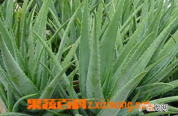 鲜芦荟的功效与作用