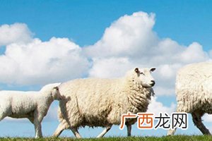 绵羊油和马油哪个好？