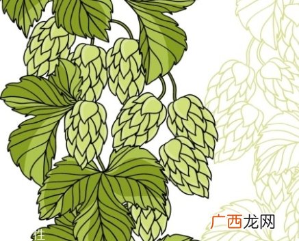 啤酒花是什么？啤酒花功效与作用