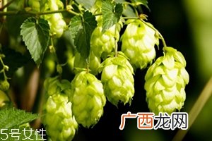 啤酒花是什么？啤酒花功效与作用
