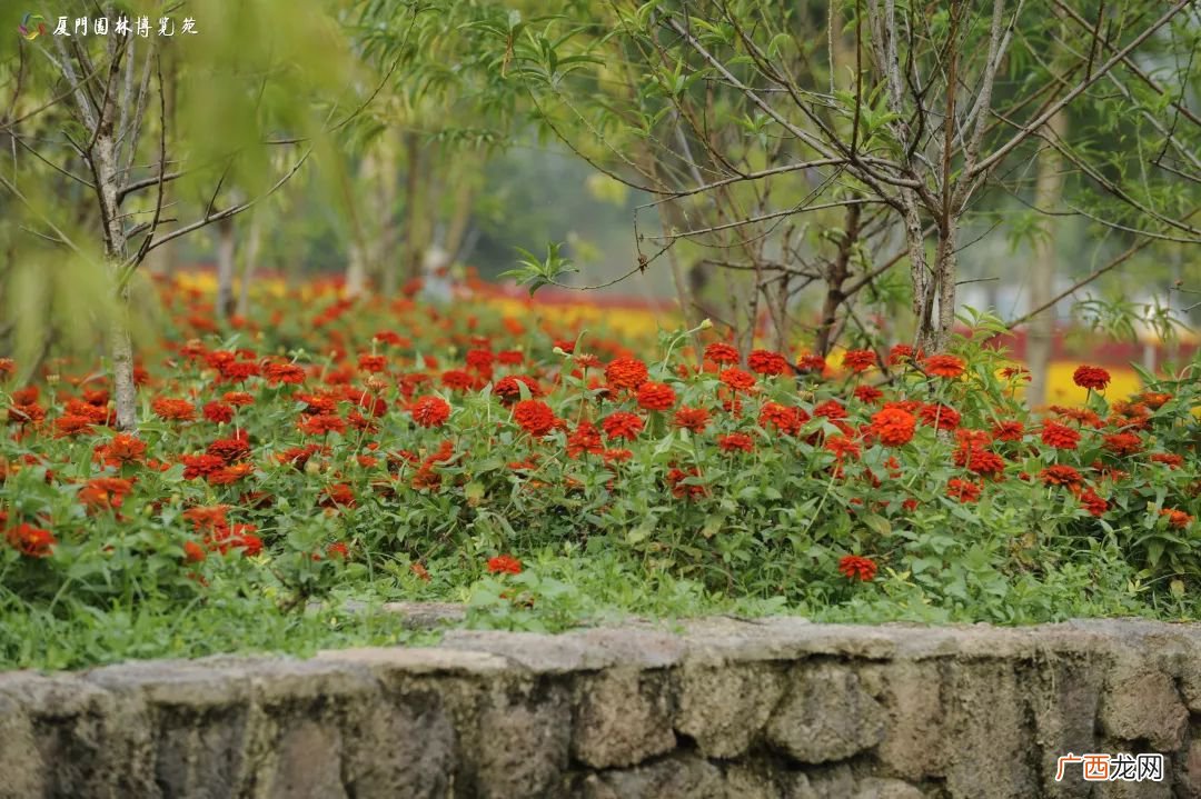 厦门11月赏花汇总附最全赏花攻略