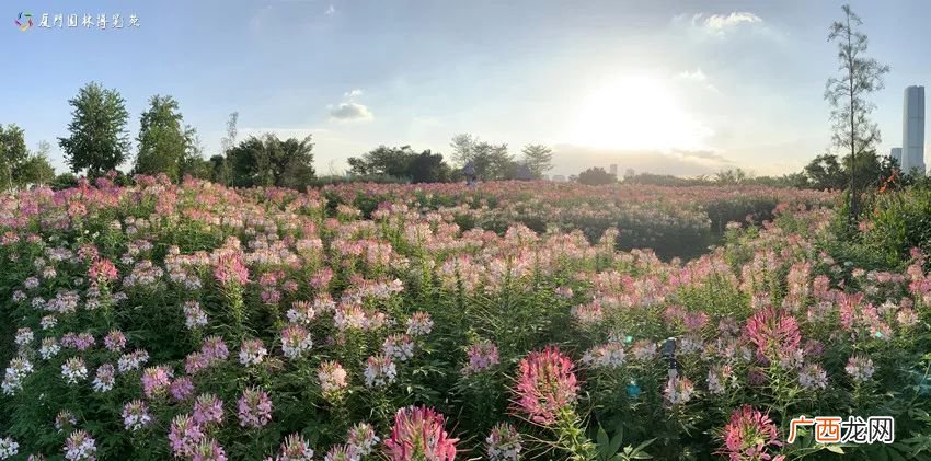 厦门11月赏花汇总附最全赏花攻略