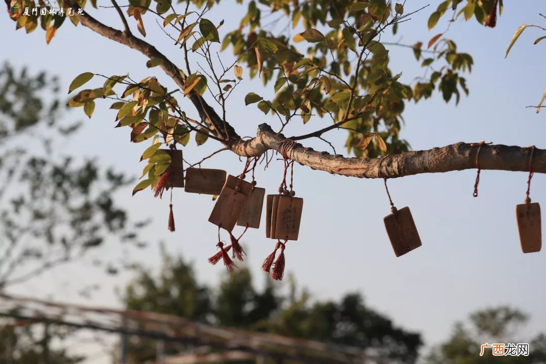 厦门11月赏花汇总附最全赏花攻略