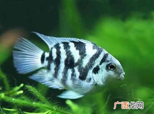 桌面小鱼缸适合养什么鱼成活率高些(最适合新