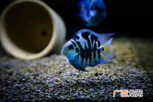 桌面小鱼缸适合养什么鱼成活率高些(最适合新