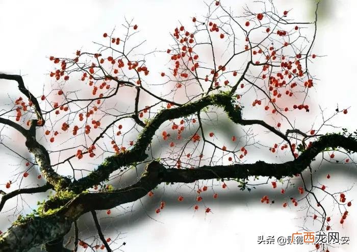 诗词｜史上最狠的十首讽刺诗 讽刺人的话