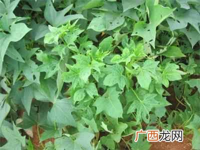 甘薯是什么样子的东西（经常吃红薯有3个好处，
