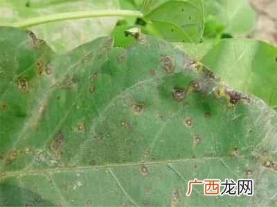 甘薯是什么样子的东西（经常吃红薯有3个好处，