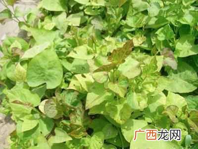 甘薯是什么样子的东西（经常吃红薯有3个好处，