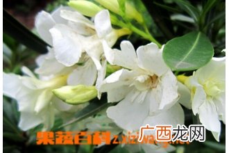 栀子花夏季养殖方法 栀子花养殖技巧