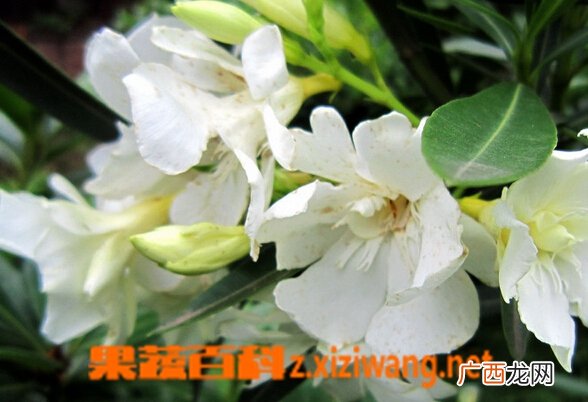 栀子花夏季养殖方法 栀子花养殖技巧