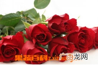 玫瑰花的种类及功效