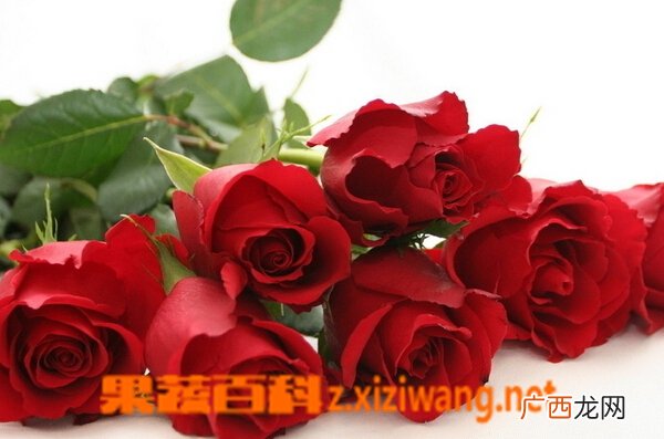 玫瑰花的种类及功效