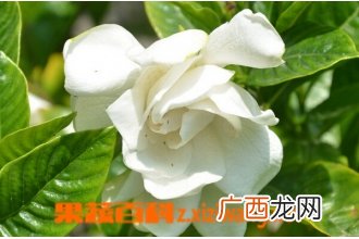 栀子花如何养殖 栀子花冬季养殖方法