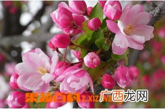 海棠花种类及养法
