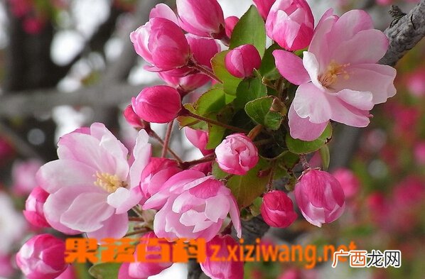 海棠花种类及养法