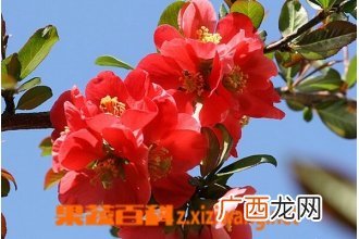海棠花的种类和图片
