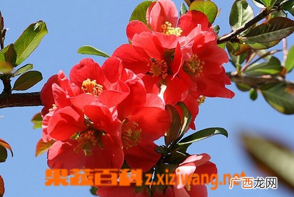 海棠花的种类和图片
