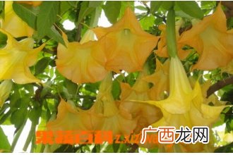 野生曼陀罗花图片 野生曼陀罗花生长环境和用途