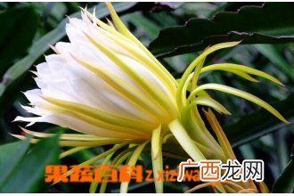 霸王花药用价值和食用方法