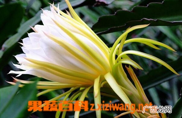 霸王花药用价值和食用方法