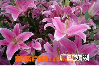 百合花种类名称和图片