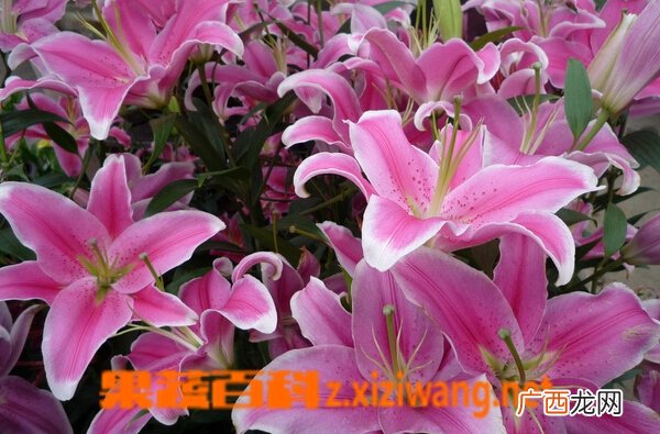 百合花种类名称和图片