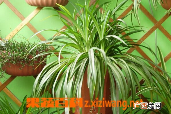 室内适合养什么花 室内养什么花好图片