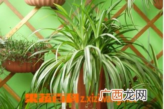室内适合养什么花 室内养什么花好图片
