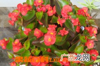 四季海棠花的种类和图片