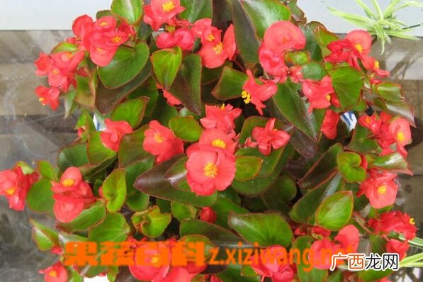四季海棠花的种类和图片